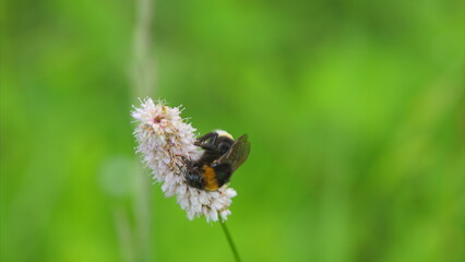 A Bumblebee Gently Pollinating a Vibrant Flower in a Lush Green Field of Natures Beauty