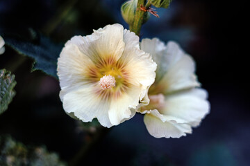 mallow flower on dark background