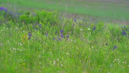 A vibrant wildflower meadow filled with lush greenery and an array of colorful blooms all around