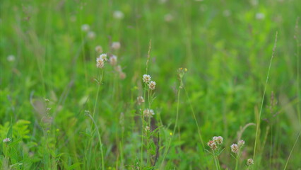 A Lush and Vibrant Meadow Filled with Beautiful Wildflowers in Full Bloom and Color