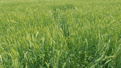 A Beautiful, Lush, Green Wheat Field in Full Growth, Thriving Under the Bright Sunlight Today