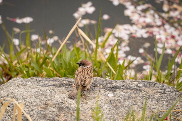 Rain, Blossoms, and a Sparrow