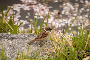 Rain, Blossoms, and a Sparrow