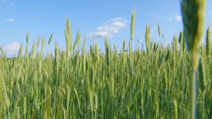A Vibrant Green Wheat Field Flourishing Under a Clear Blue Sky Creating a Beautiful Scene