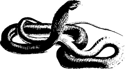 Obraz premium Print effect snake