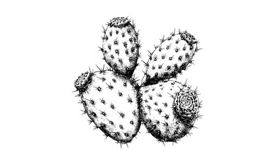 Black ink vintage engraving of cactus fruit, prickly pear illustration, retro botanical print, hand-drawn exotic plant sketch, vintage natural decor, organic fruit artwork, detailed line drawing © Vintage studio
