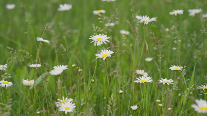 A Beautiful Field of Daisies Flourishing Beautifully in Springtime Under the Sunlight