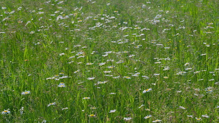 Stunningly Vibrant Meadow Scenery Showcasing White Flowers Amidst Lush Green Grass