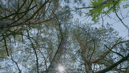 Serene Treescape from the Ground Below Natures Beautiful Canopy Above Us to Explore