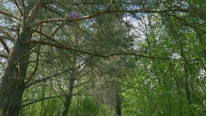 A Serene Forest Pathway That is Surrounded by Lush and Vibrant Greenery All Around