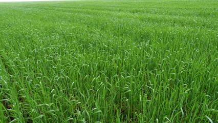 A Beautiful and Lush Green Wheat Field Extended Out Under a Clear and Bright Blue Sky Above Us
