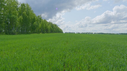 A beautifully lush green field is surrounded by majestic tall trees under a clear blue sky