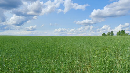 A Vast Green Field Spreading under a Bright Blue Sky Dotted with White Fluffy Clouds