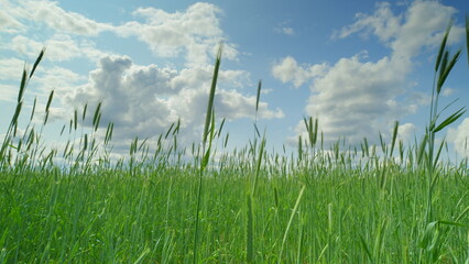 An Expansive Lush Green Grass Field Stretching Under a Bright Blue Sky with Fluffy Clouds