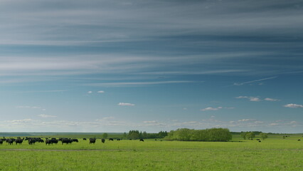 A peaceful and tranquil farm landscape showcasing grazing cattle beneath bright, clear blue skies