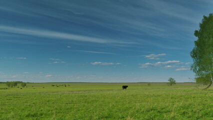 Sprawling Vast Green Pasture Accompanied by Cattle Under a Beautiful Blue Sky Above Time lapse.