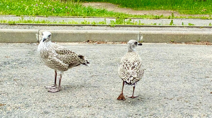 Two young birds Seagulls on asphalt next to grass. Birds in city.