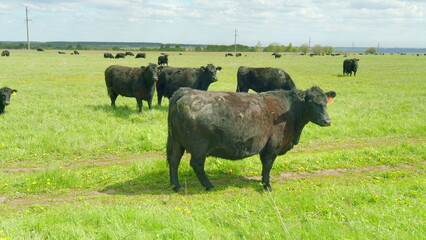 Black Cattle Are Grazing Peacefully in a Lush Green Pasture Under a Clear Blue Sky