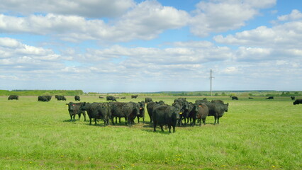 Cattle Grazing in an Open Pasture Beneath a Beautiful Blue Sky with Wispy Clouds