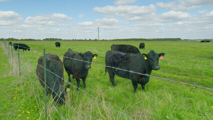 A group of black cows peacefully grazing in a lush green pasture under a clear blue sky