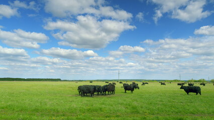 A herd of cattle grazes peacefully on lush green pasture under a bright blue sky