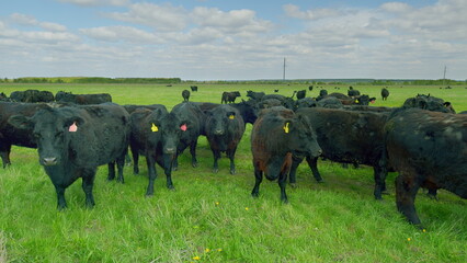 Black Cattle Grazing Contentedly in Beautiful Lush Green Pastures Under Clear Blue Skies