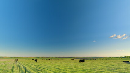 A tranquil pasture full of grazing cows peacefully exists under a clear, beautiful blue sky
