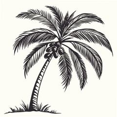 Obraz premium Black ink coconut tree with coconuts and grass palm tree tropical