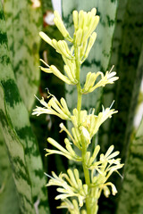 A blooming Sansevieria plant from the Dracaena genus. natural air purifier