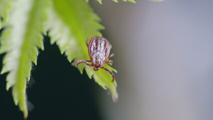 Stunning Macro Capturing the Intricate Details of a Tick Resting on a Leaf