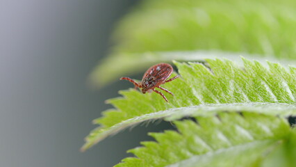 A CloseUp Image of a Tick Settled on a Leaf Found in the Beautiful Outdoors of Nature