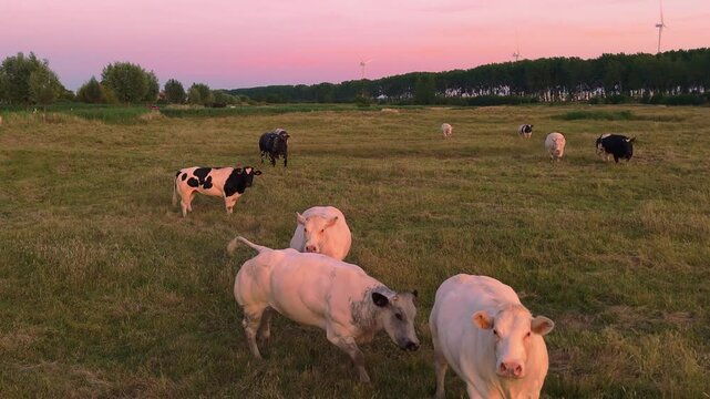 Close Low Drone Flight Over Grazing Cows at Sunset | FlyLens 4K
