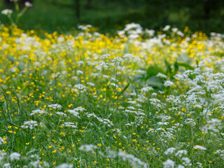 Fototapeta premium Anthríscus ( Latin- Anthriscus ) is a genus of annual , biennial and perennial herbaceous plants of the Umbelliferae family ( Apiaceae )