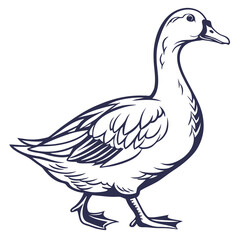 Walking duck illustration bird fowl