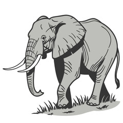 Gray elephant walking on grass tusks trunk