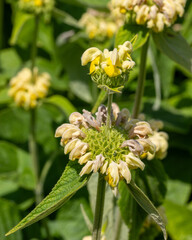 Turkish sage.Bees love this. Wildflower garden plant.