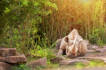 Majestic rhinoceros lying peacefully on grassy ground near rocky terrain in its natural habitat. Large mammal- symbol the essence of African wildlife. Conservation, endangered species of animals