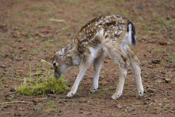 Fallow deer (Dama dama) fawn. Cervidae family. Machico Madeira, Portugal.
