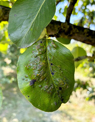 Diseased pear leaf on tree branch. Pear gall mite, or Eriophyes pyri. This disease causes swellings and galls to form on leaves.