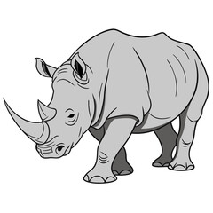 Gray rhinoceros walking forward animal mammal