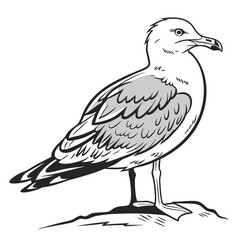 Seagull standing on a rock bird animal