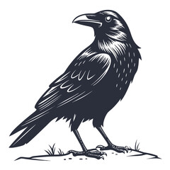 Dark crow perched on ground with white background bird black