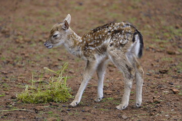 Fallow deer (Dama dama) fawn. Cervidae family. Machico Madeira, Portugal.
