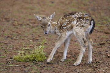 Fallow deer (Dama dama) fawn. Cervidae family. Machico Madeira, Portugal.
