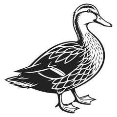 Detailed black and white duck illustration bird waterfowl