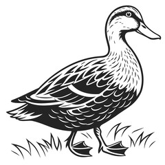 Black and white duck walking on grass bird waterfowl