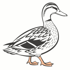 Detailed illustration of a mallard duck walking bird waterfowl