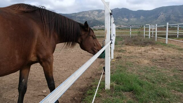 Dark brown Horse drinks water from a special, automatic bowls for cattle or drinker on the farm. Purebred  horse is drinking from autodrinker. Horse in the stable.	Heat in Europe, Spain
