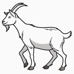 White goat with horns and beard walking animal mammal