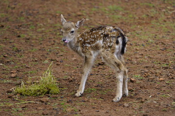 Fallow deer (Dama dama) fawn. Cervidae family. Machico Madeira, Portugal.
